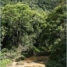 Regenwald in Puerto Rico