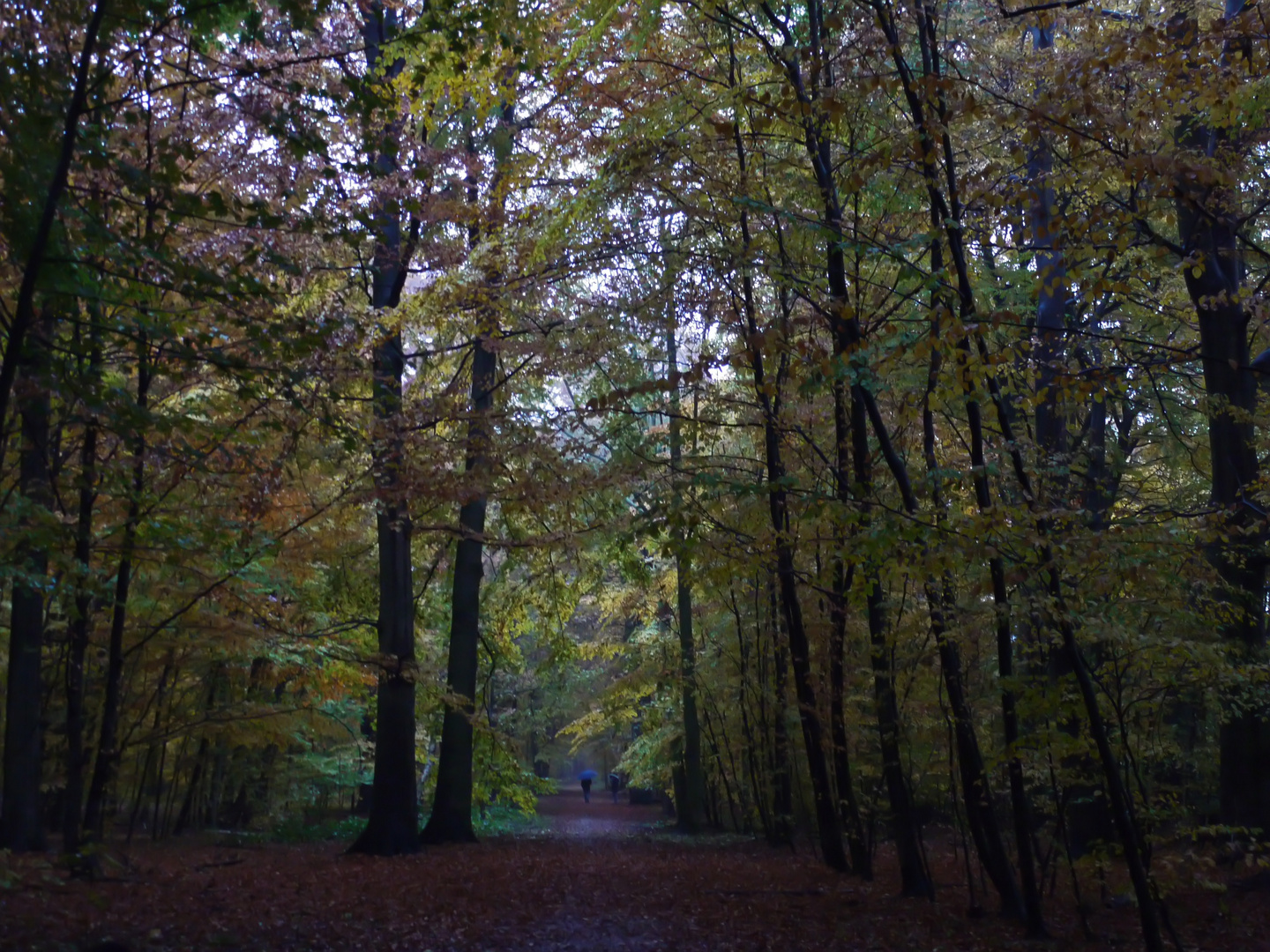 Regenwald in Schleswig Holstein