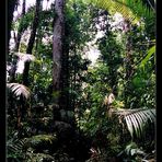 Regenwald, Khao Sok Nationalpark, Thailand