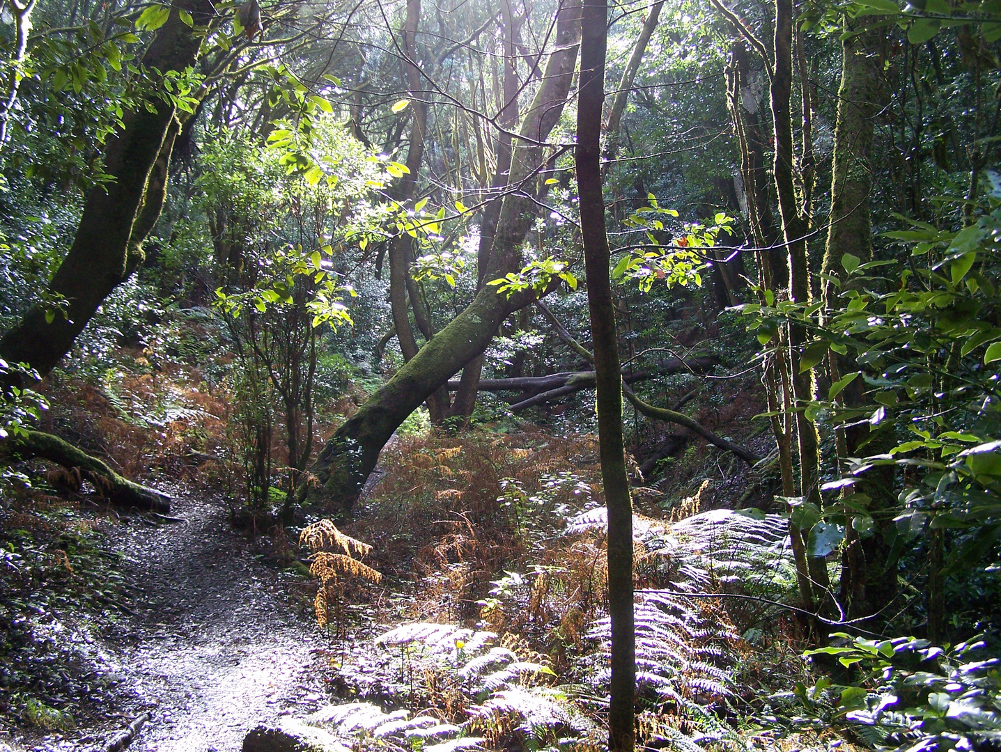 Regenwald Laurisilva La Gomera I