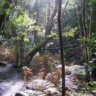 Regenwald Laurisilva La Gomera I