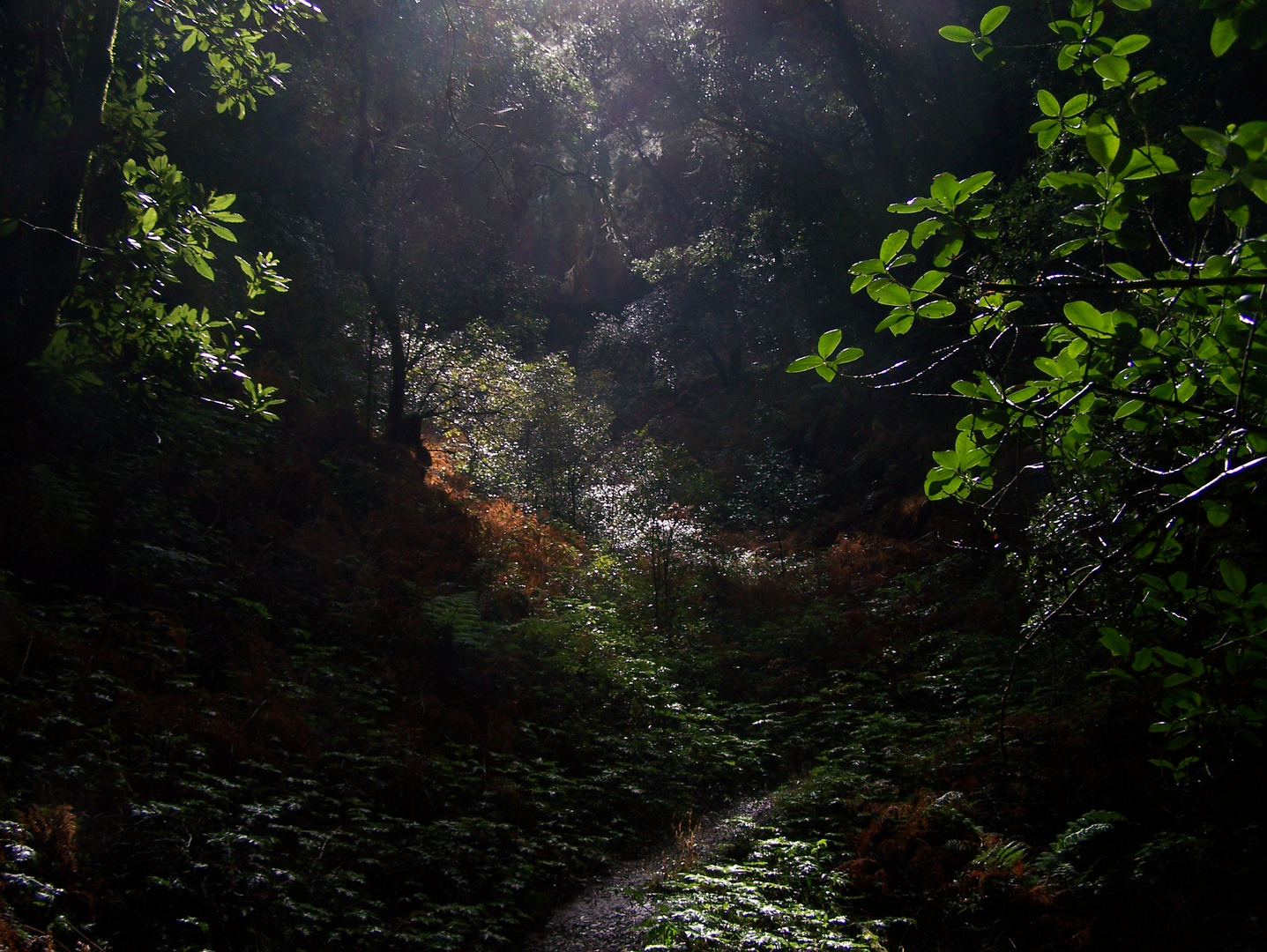 Regenwald Laurisilva La Gomera II