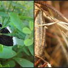 Regenwald-Libelle