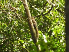 Regenwald mit Eichhörnchen