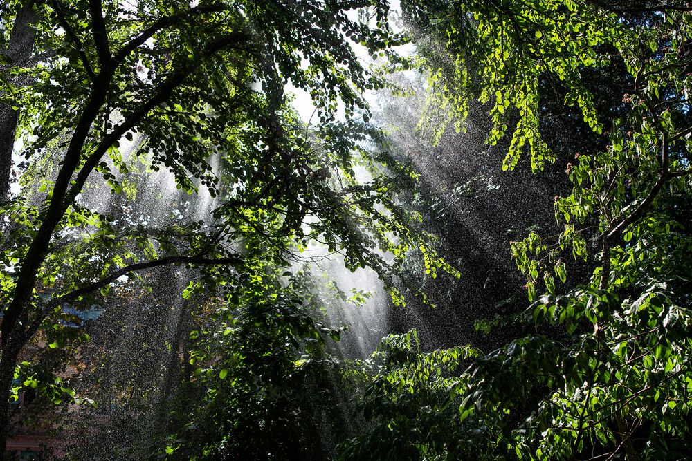 Regenwald mitten in Landau