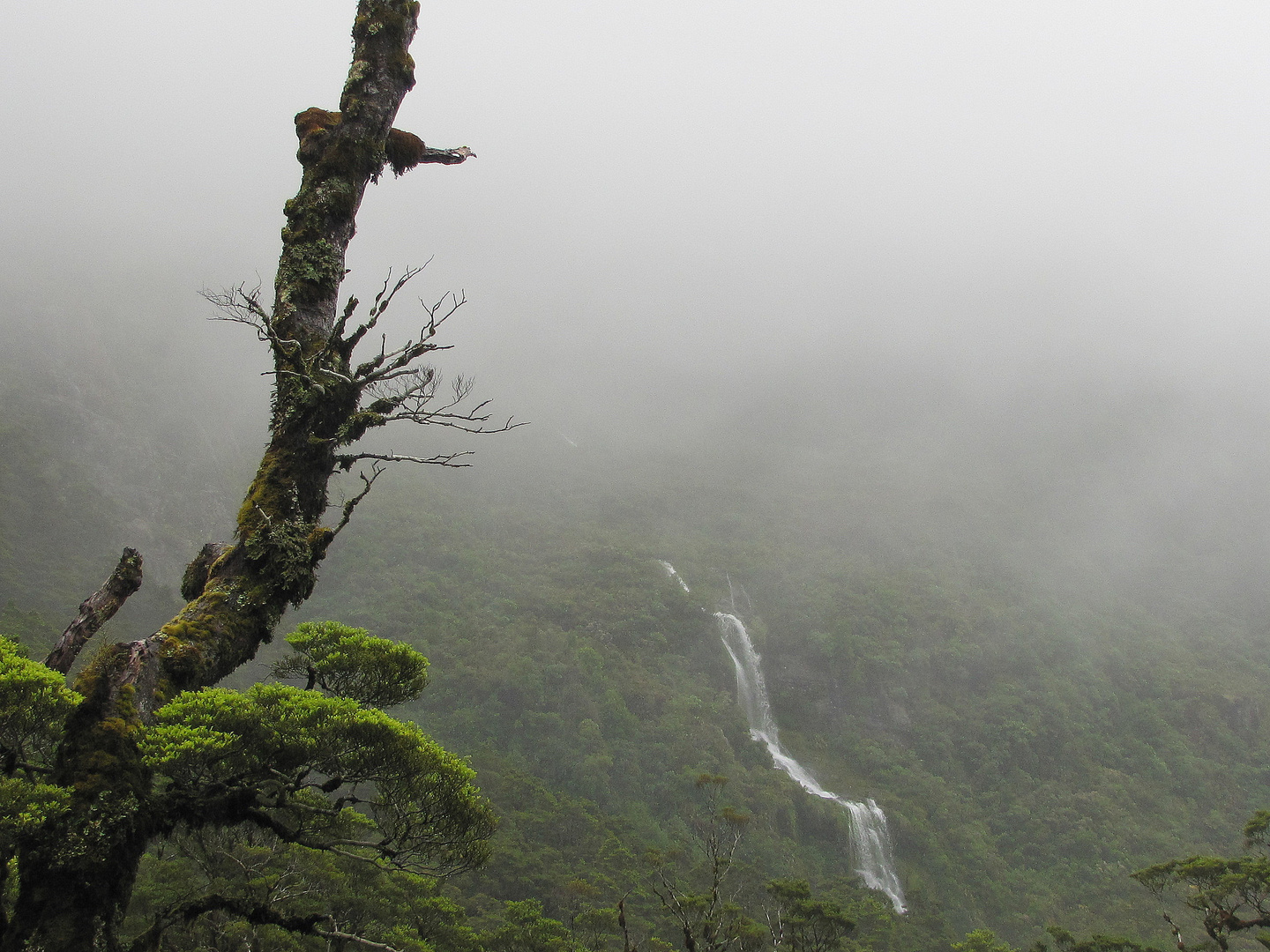 Regenwald Neuseeland