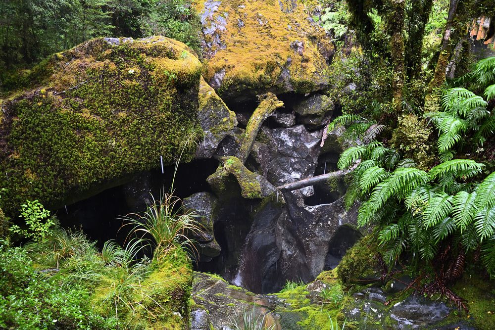 Regenwald, Neuseeland