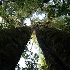 Regenwald - Neuseeland