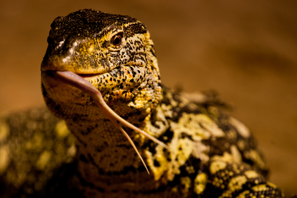 Regenwald-Nilwaran (Ornamentwaran) - Varanus ornatus