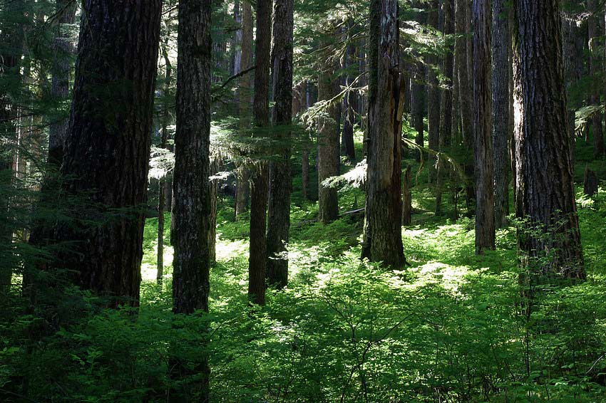 Regenwald - Olympic NP - Sol Duc