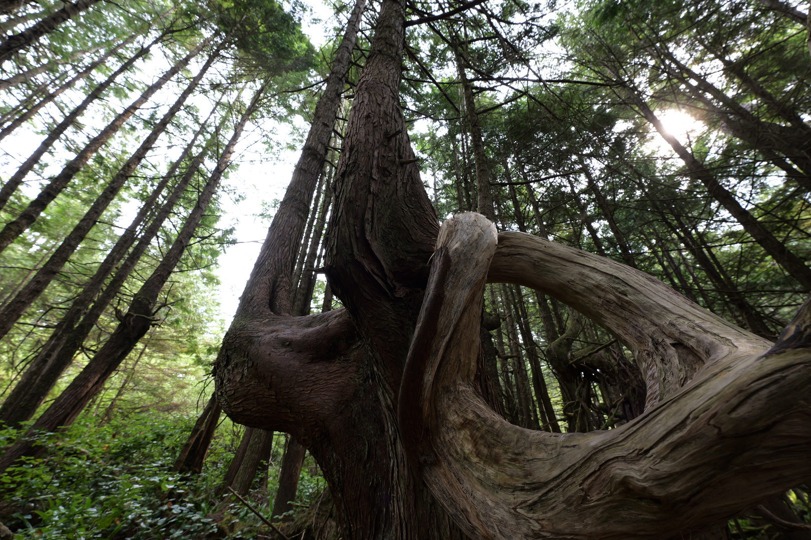 Regenwald, Port Renfrew, Vancouver Island