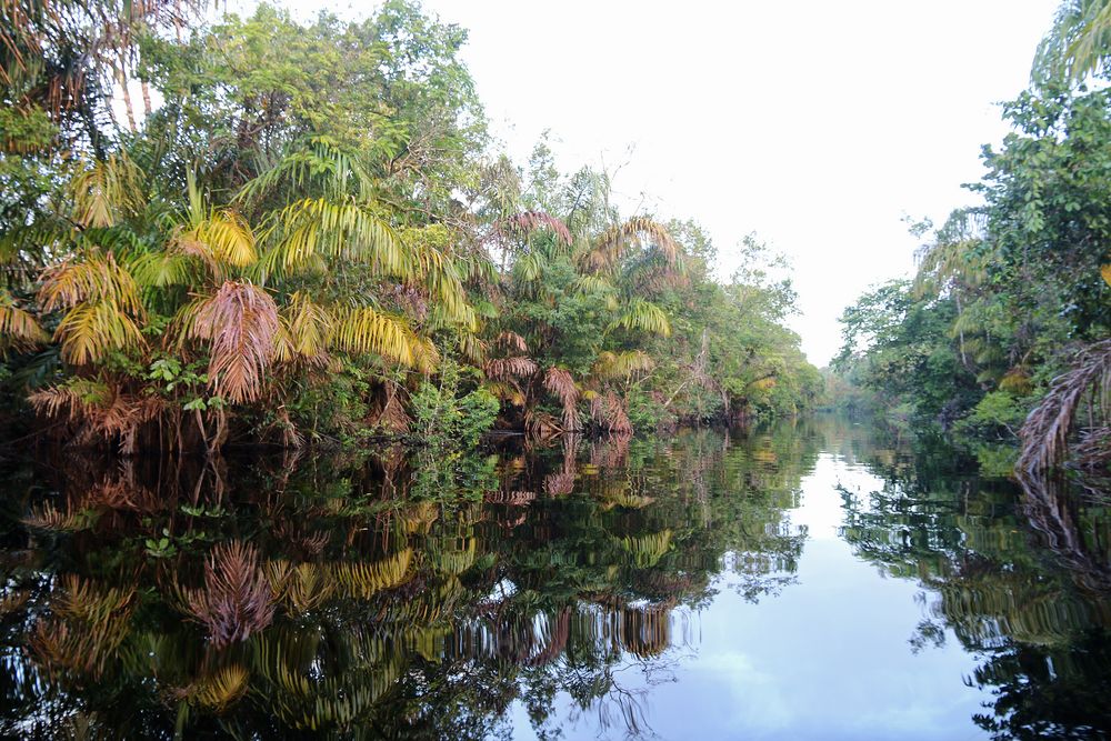 Regenwald Spiegelung