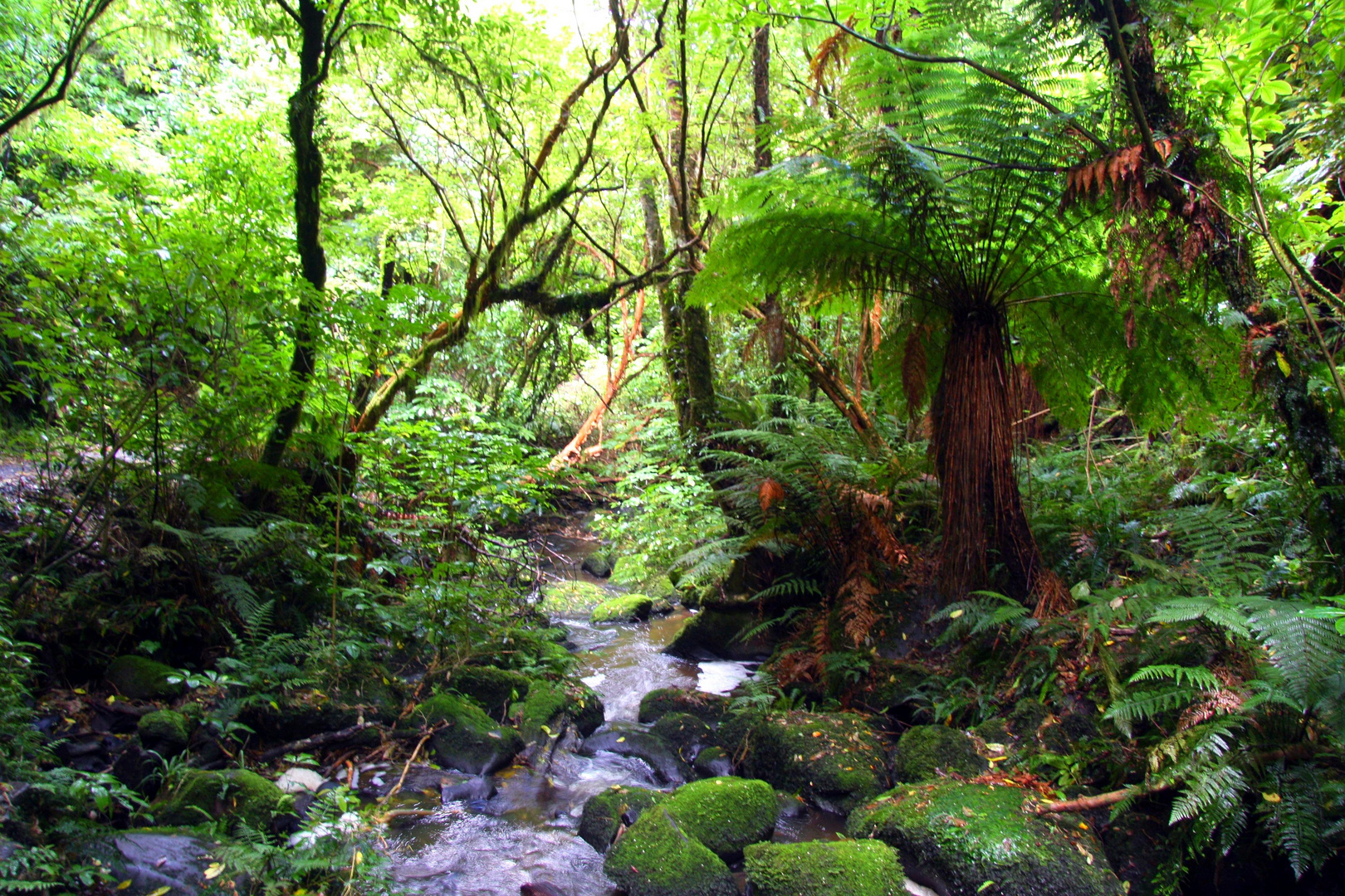 Regenwald . Südinsel Neuseeland!