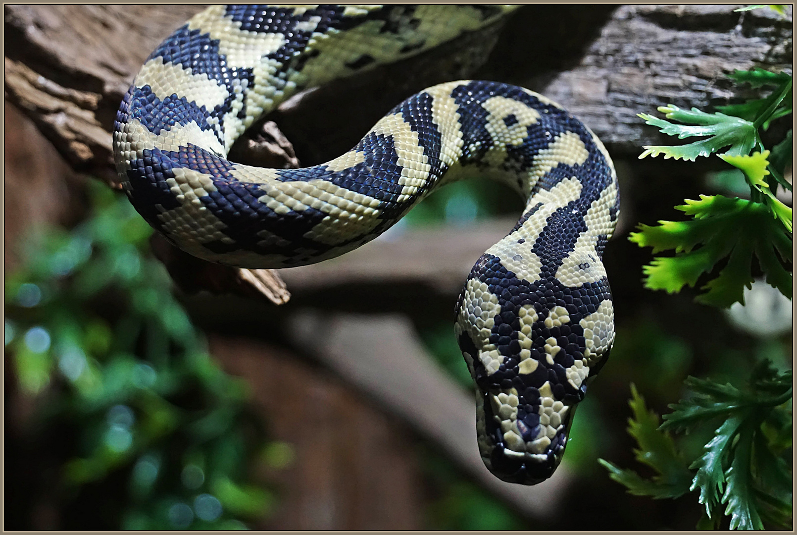 Regenwald Teppichpython