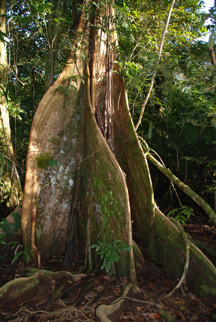 Regenwald Tortuguero