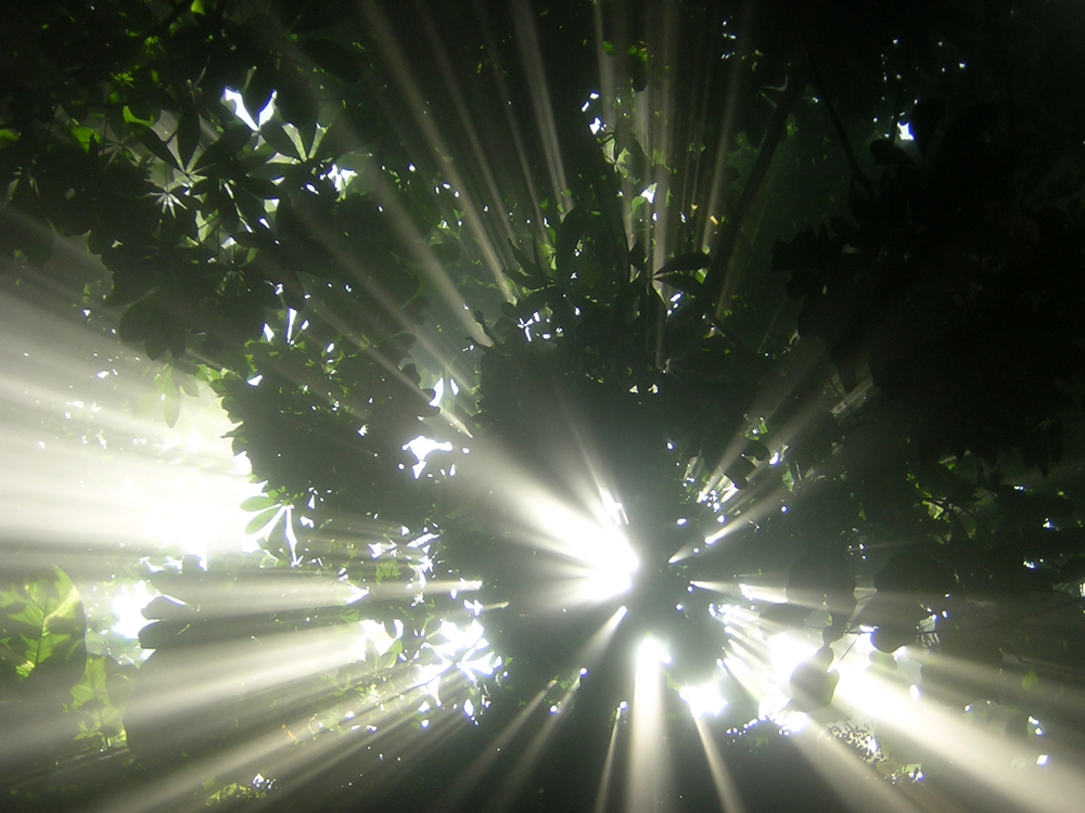 Regenwald vom Licht durchflutet