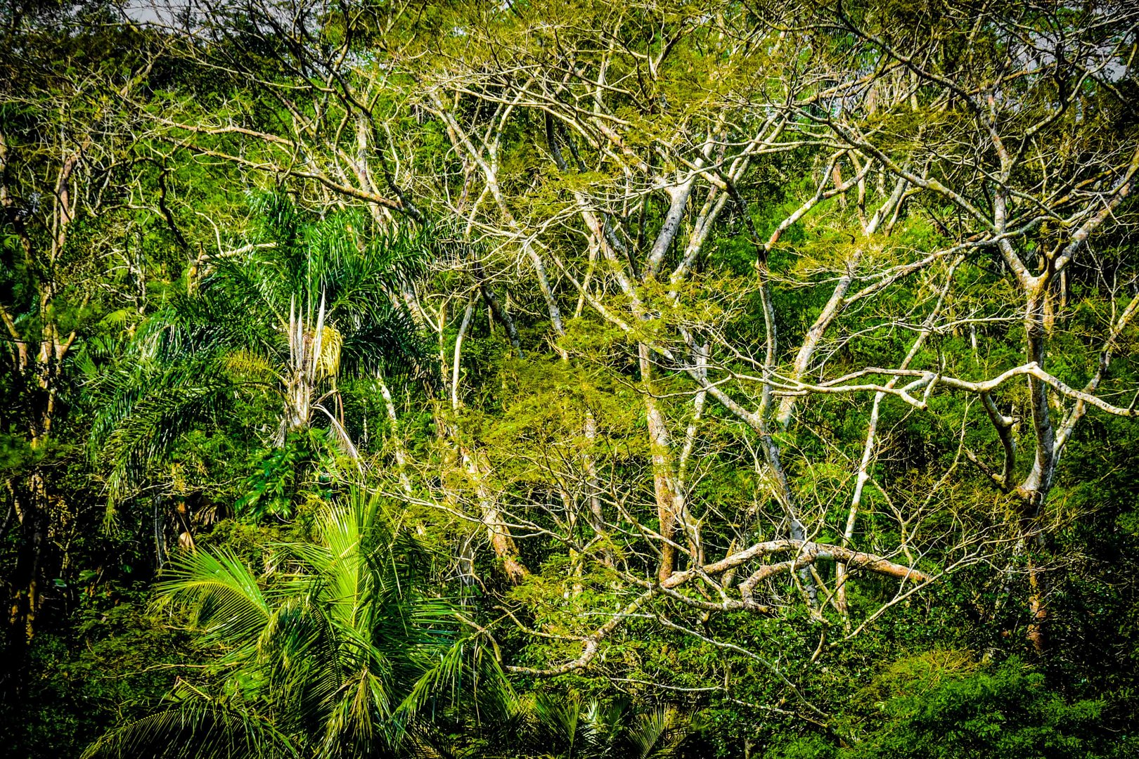 Regenwald von Brasilien