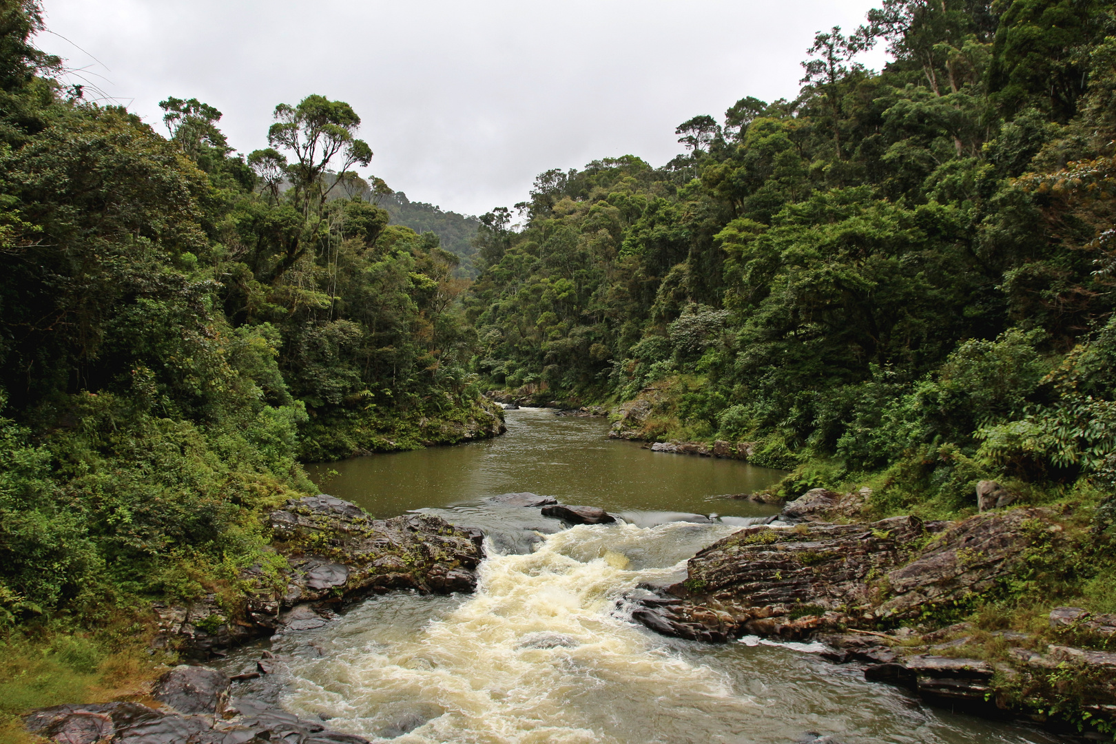 Regenwald von Ranomafana auf Madagaskar