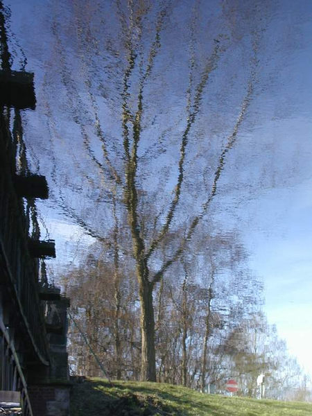 Regenwaldbaum im Großen Garten