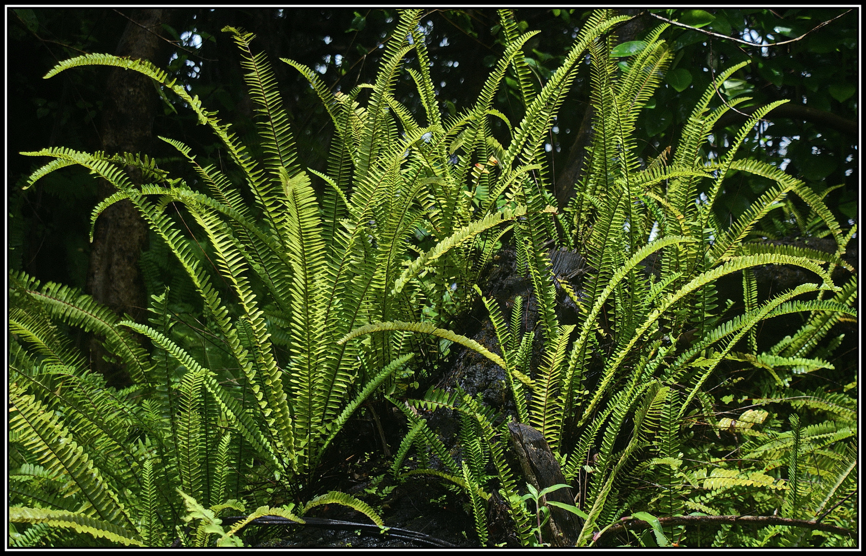 Regenwaldbiotop Victoria Falls