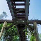 Regenwaldbrücke 2