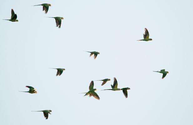 Regenwaldfeeling am Neckar