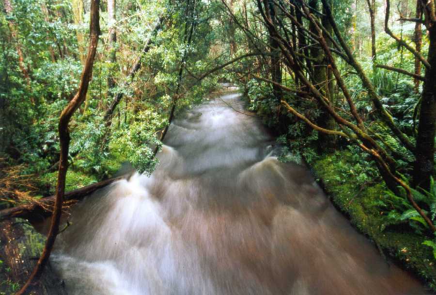 Regenwaldimpression