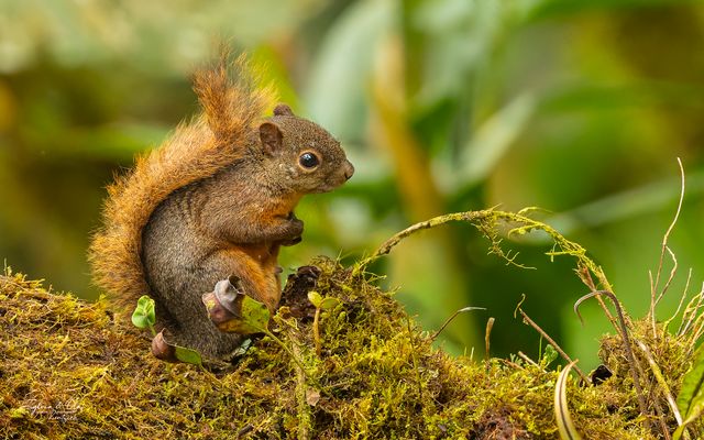 °°_Regenwaldkobold on Tour_°°