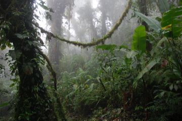 Regenwald/Monteverde/Costa Rica