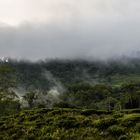 Regenwaldnebel