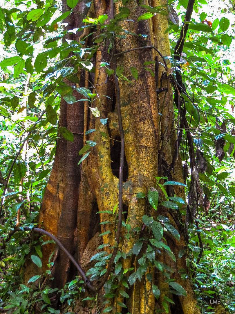 Regenwaldriese auf Borneo