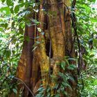 Regenwaldriese auf Borneo