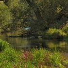 "Regenwaldstimmung" im Mindeltal