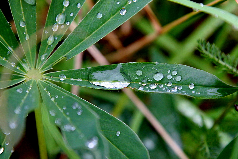 Regenwasser