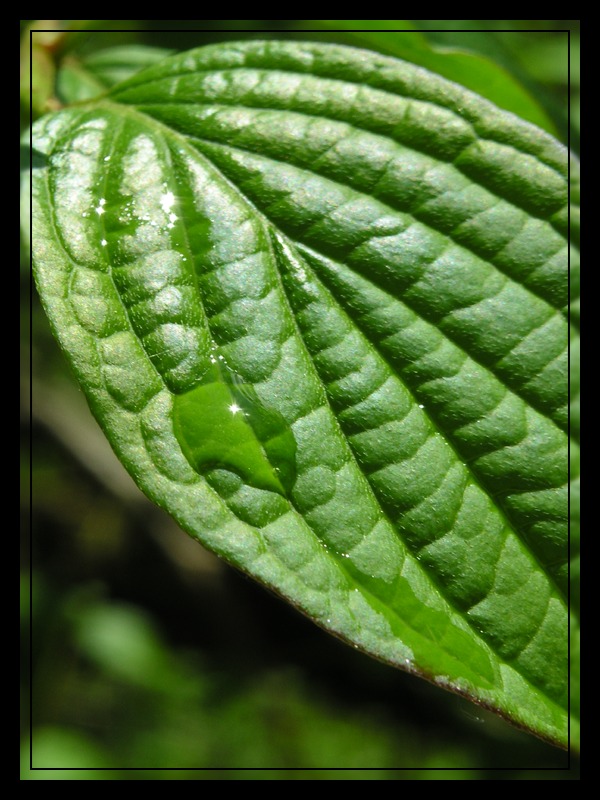 Regenwasser auf Blatt