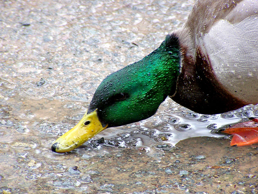 Regenwasser ist aber auch lecker