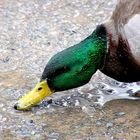 Regenwasser ist aber auch lecker