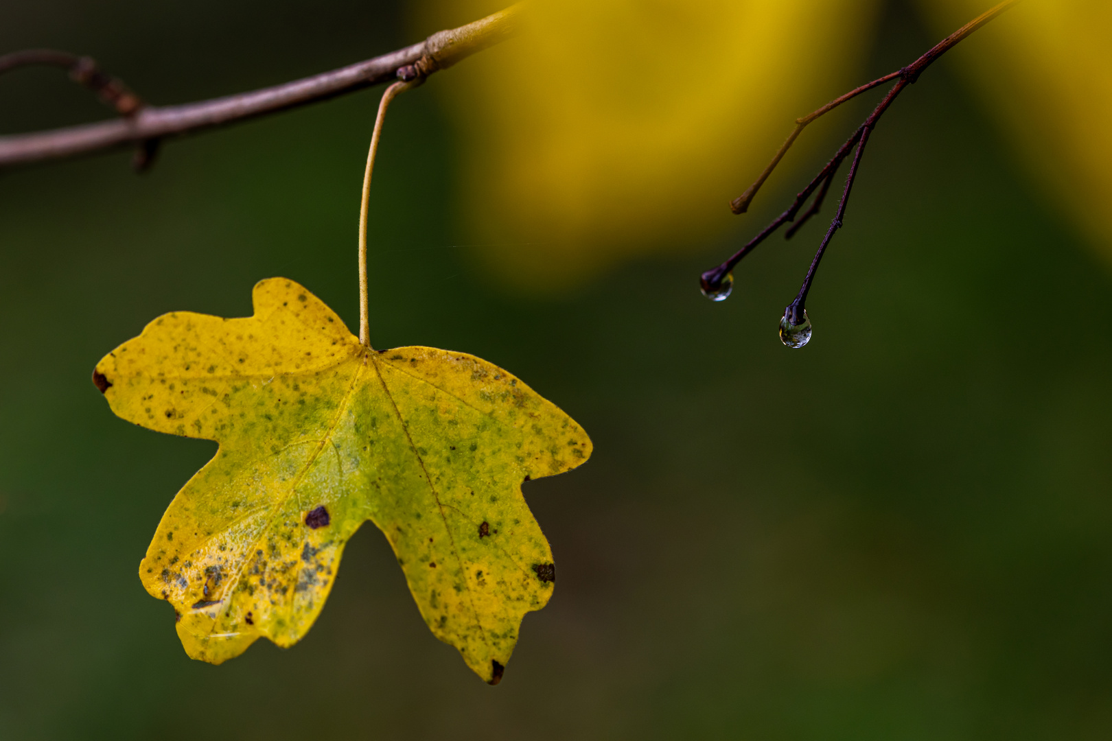 Regenwetter