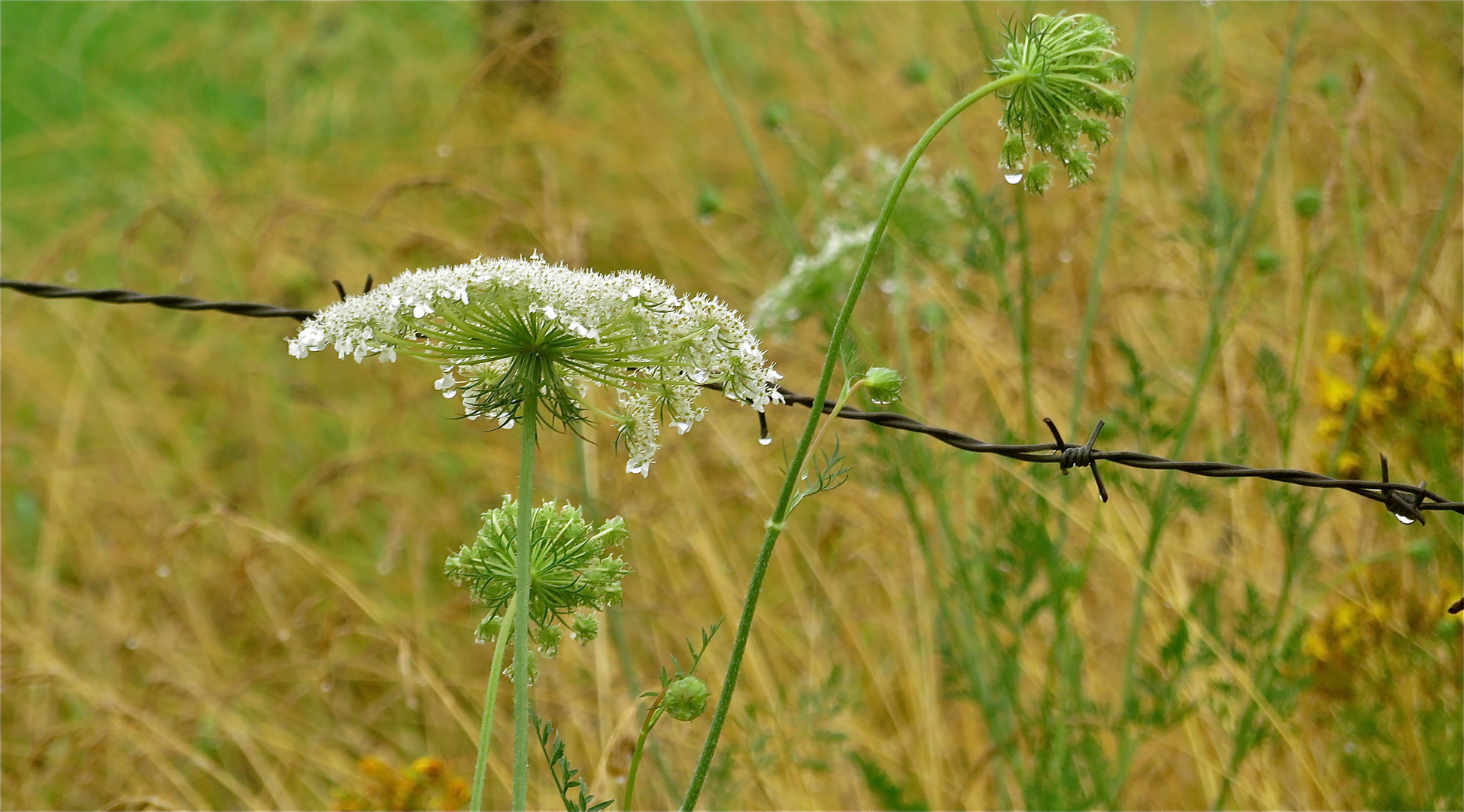 ... Regenwetter !!!..  -1- 