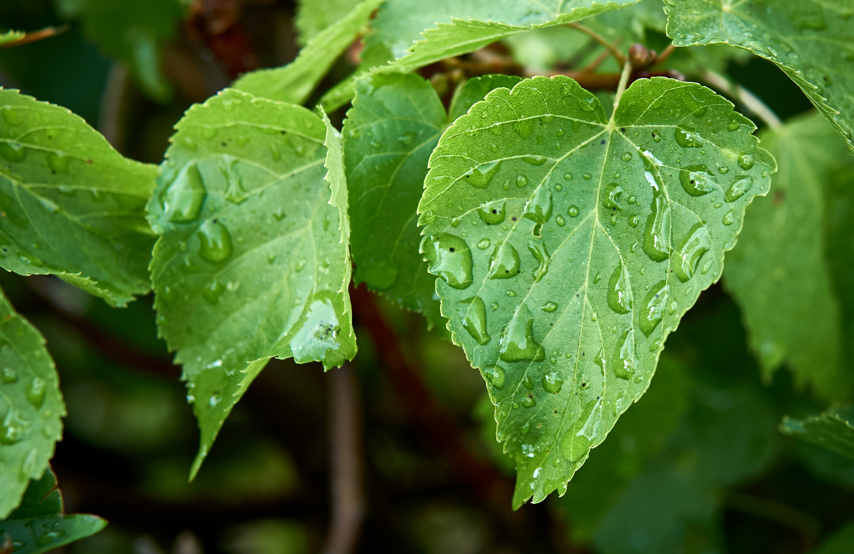 Regenwetter