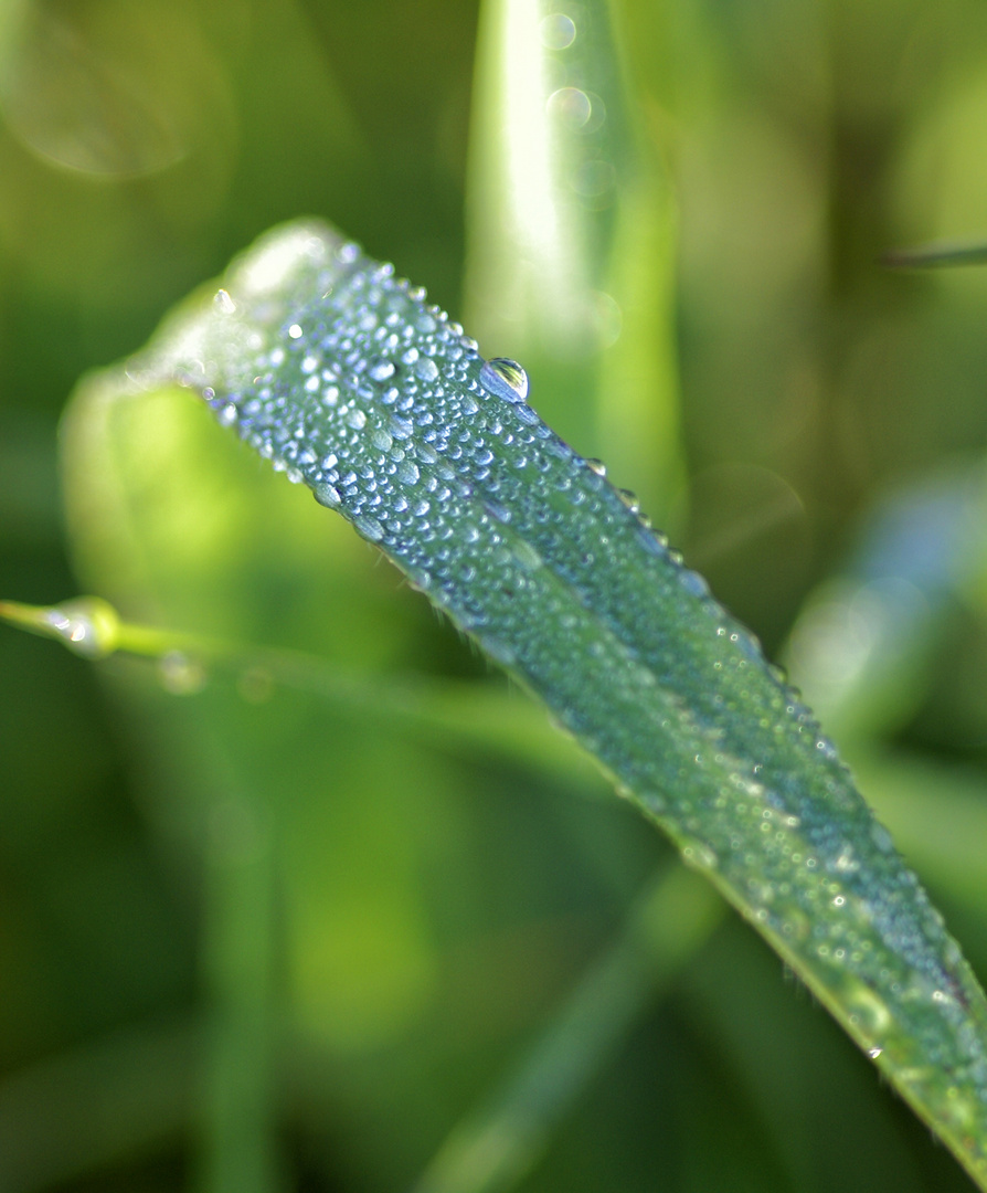 Regenwetter