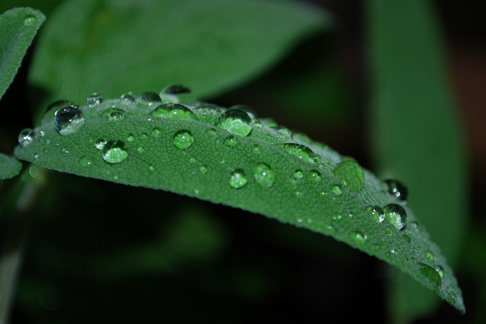 Regenwetter