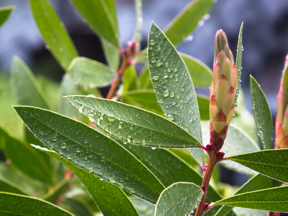 Regenwetter