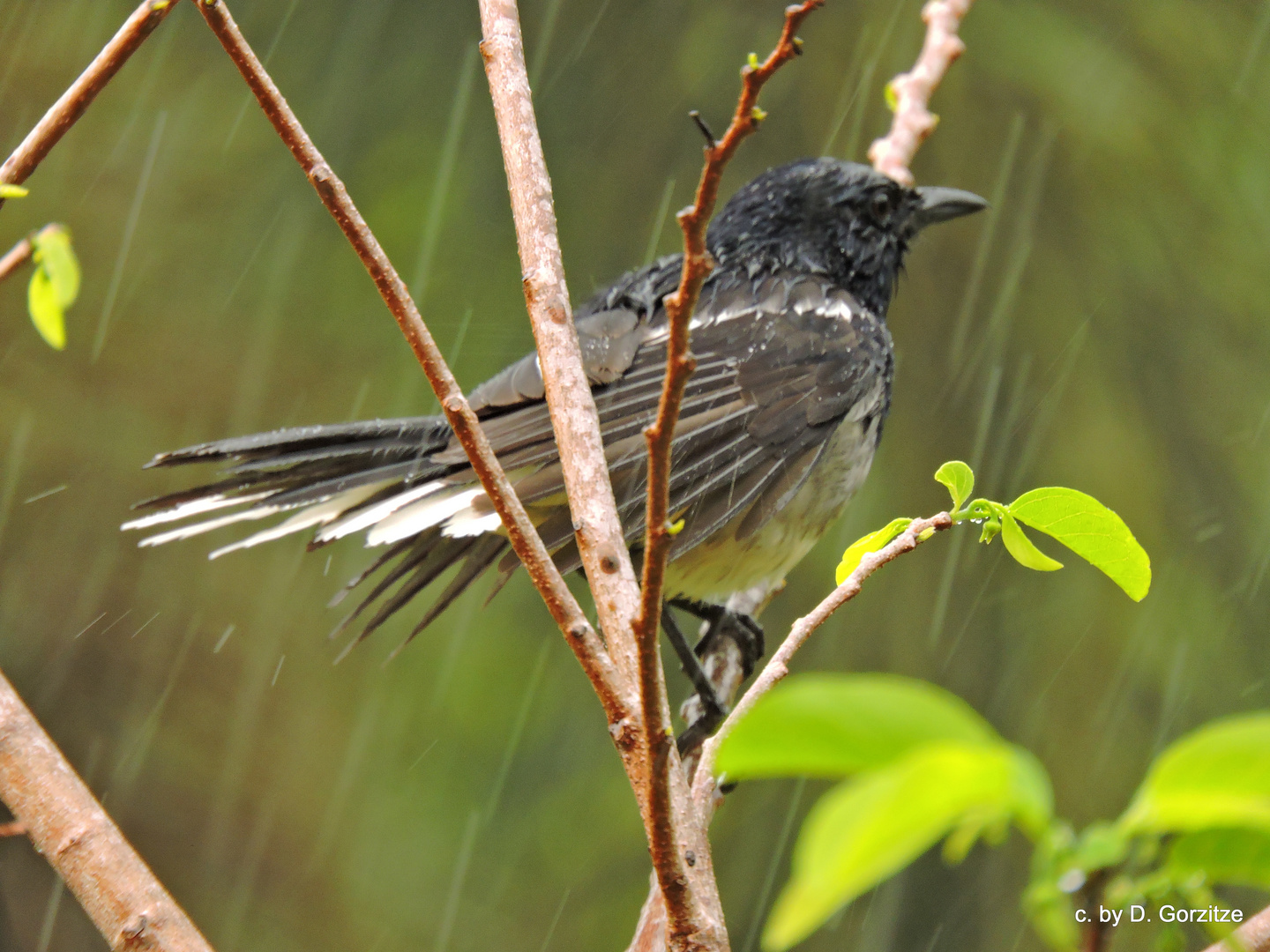 "Regenwetter"!