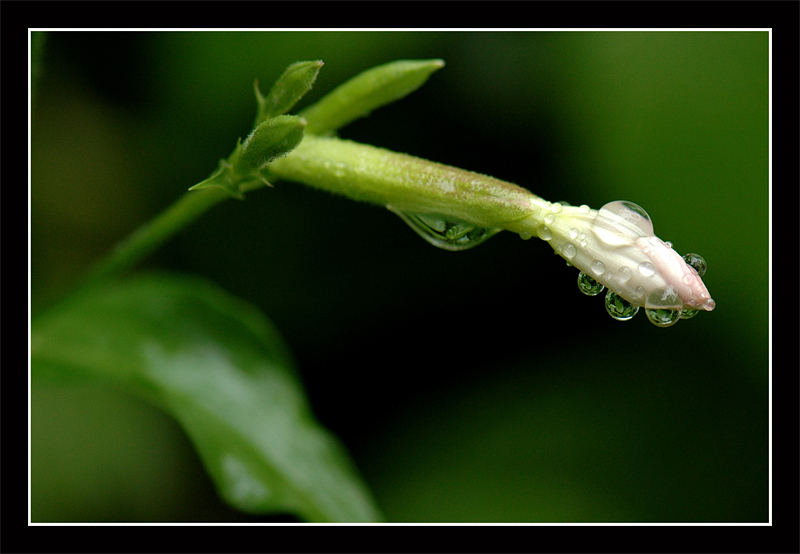 Regenwetter