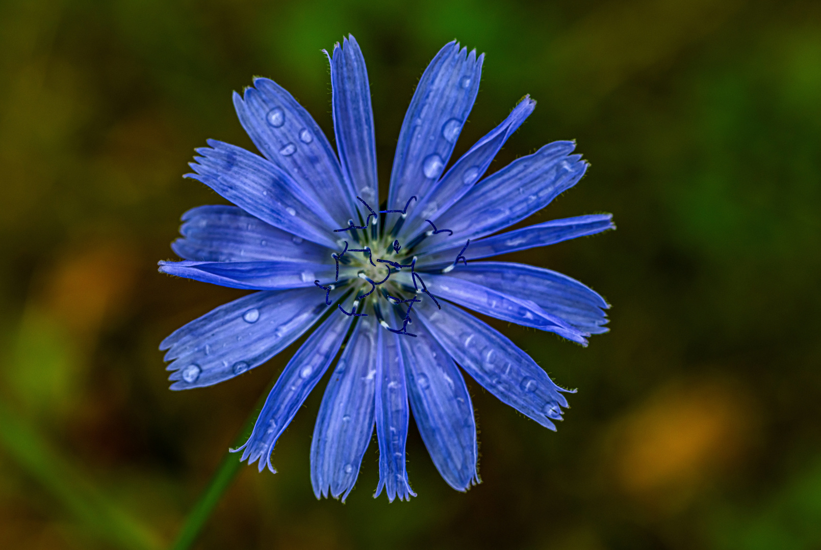 Regenwetter