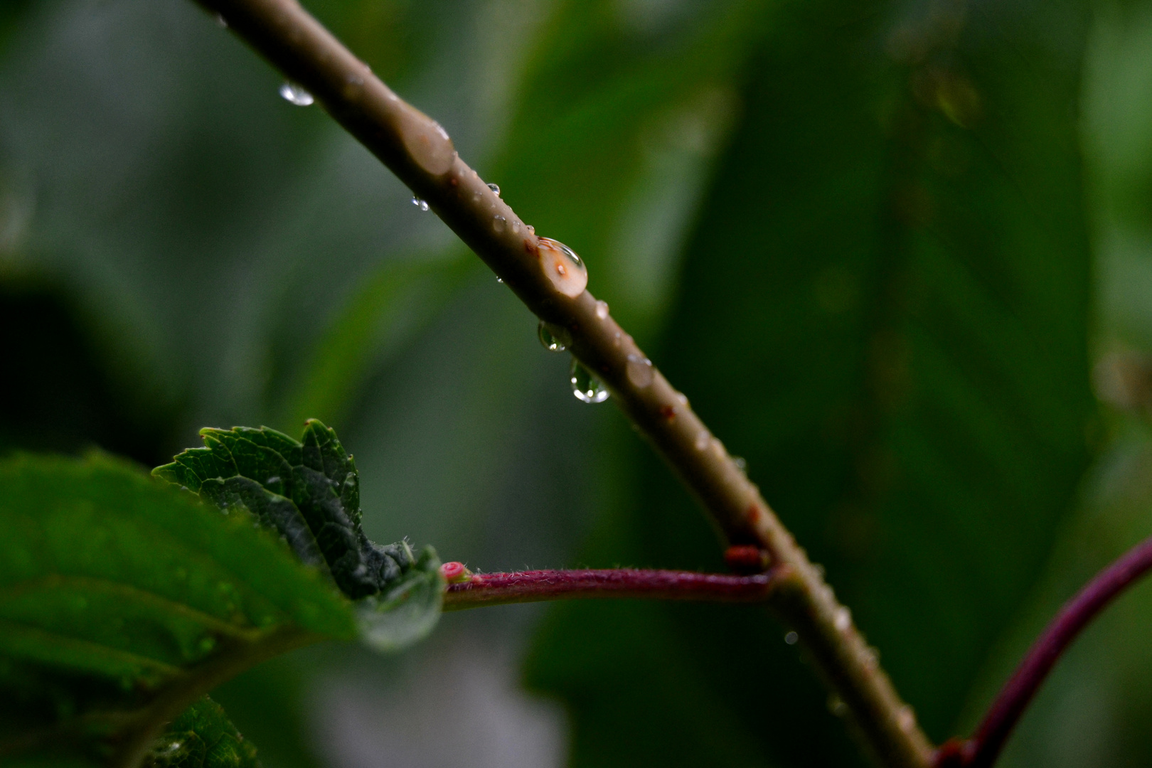 Regenwetter