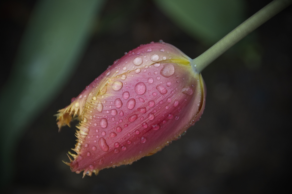 Regenwetter