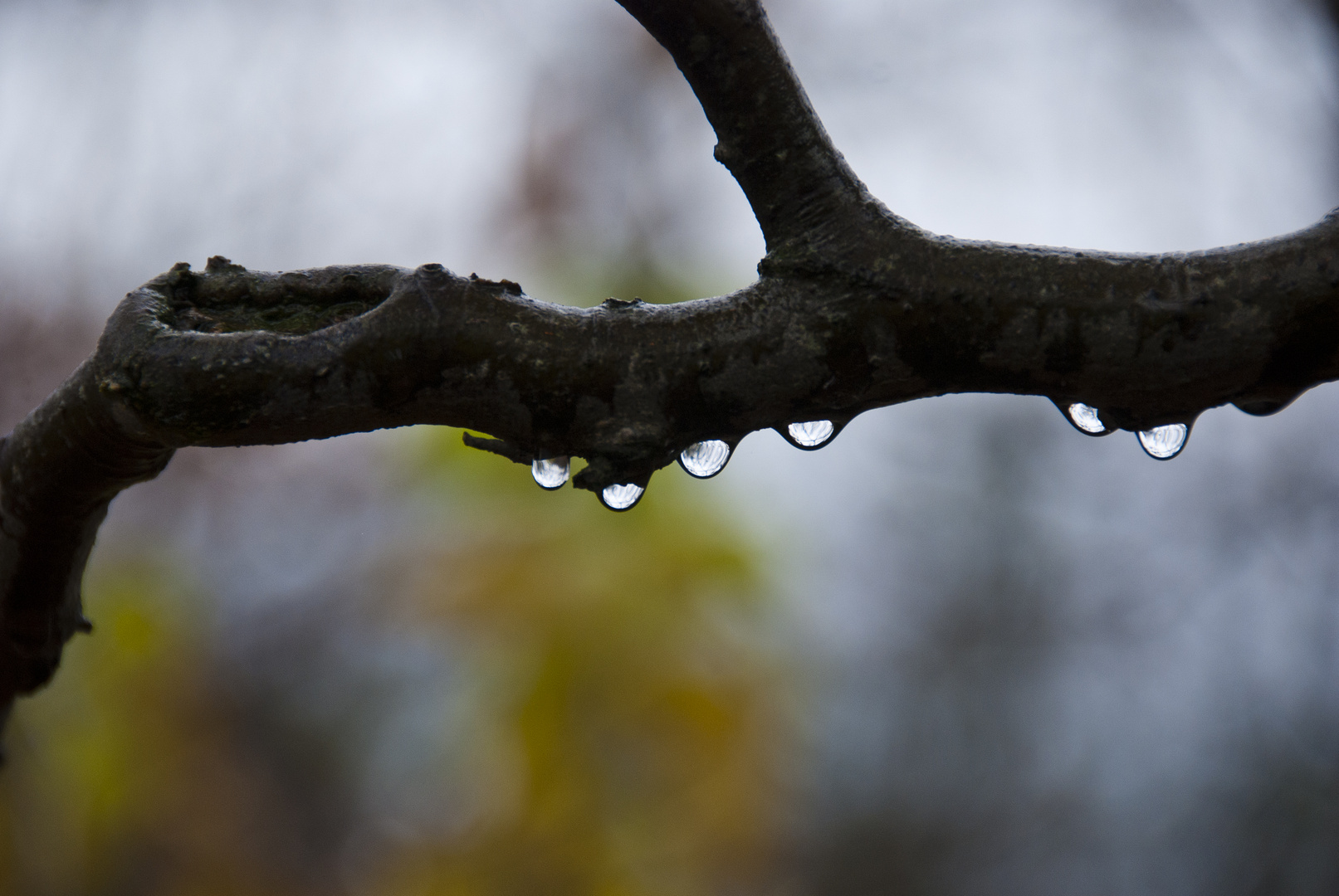 Regenwetter