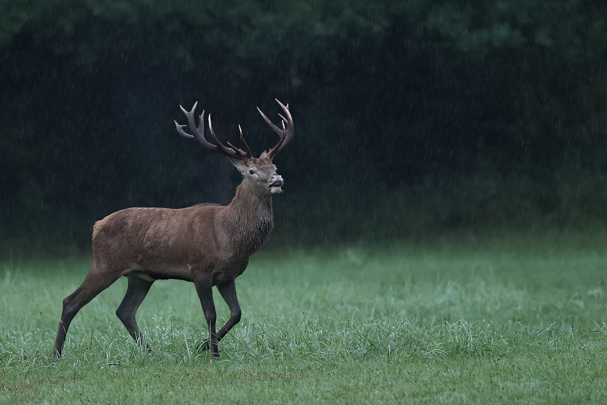 Regenwetter